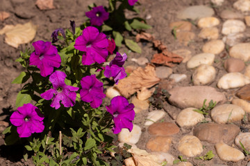 Large-flowered petunia ultra-violet color along a stone garden p