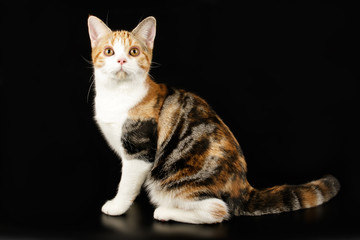 American shorthair cat on colored backgrounds