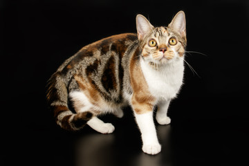 American shorthair cat on colored backgrounds