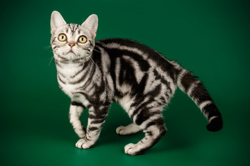 American shorthair cat on colored backgrounds