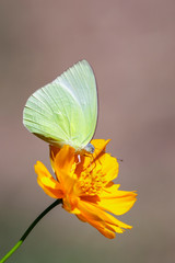 Image of lemon emigrant butterfly( Catopsilia pomona) is sucking nectar from flowers on a natural background. Insects. Animals.