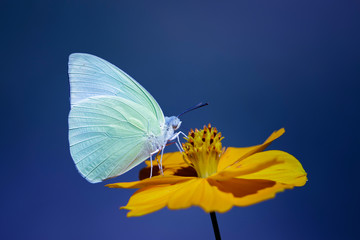 Image of lemon emigrant butterfly( Catopsilia pomona) is sucking nectar from flowers on a natural background. Insects. Animals.