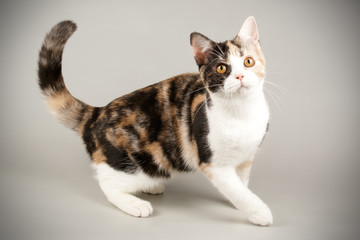 American shorthair cat on colored backgrounds