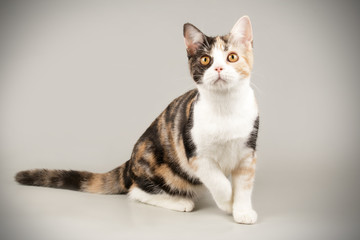American shorthair cat on colored backgrounds