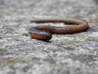 one long worm on concrete