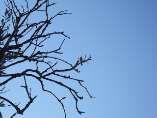 pájaro en rama de olivo 02-010719