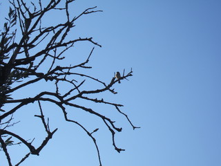 pájaro en rama de olivo 03-010719