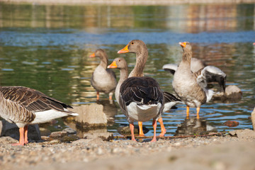 birds_16