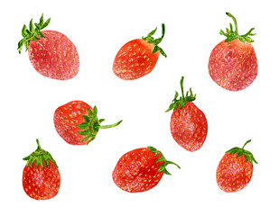 Hand drawn watercolor botanical illustration of strawberries, isolated on white background. Set of fruits.