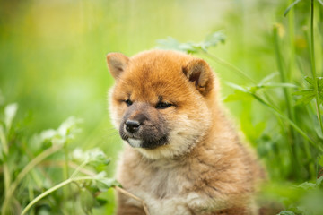 Cute and beautiful red shiba inu puppy sitting in the green grass in summer