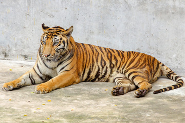 Close up tiger on cement floor in thailand