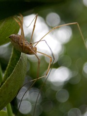 a spider with long legs
