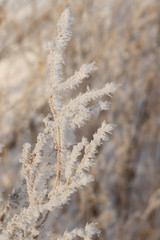 High dry grass with icy snow needles