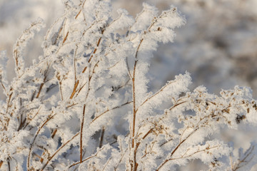 High dry grass with icy snow needles