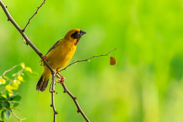 Bright and yellowish male Asian Golden Weaver perching on Manila tamarind branch, looking into a distance
