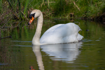 Cygne dans le Marais Poitevin
