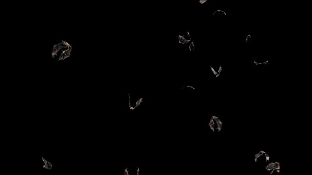 Bats Halloween Alpha Matte Close Loop 3D Rendering Animation 4K
