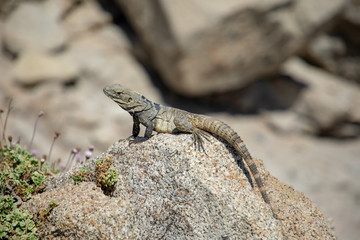Cabo San Lucas