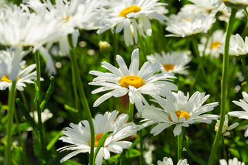 Daisy flowers in a garden