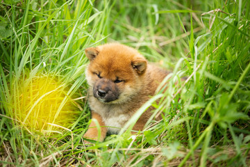 Cute and lovely red shiba inu puppy lying in the green grass in summer