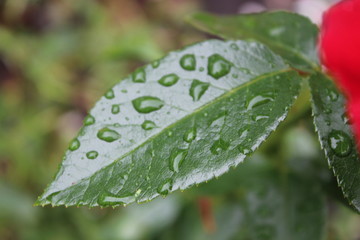 rain drops on leaf