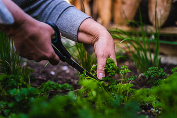 A woman picks and cuts parsley in the raised bed