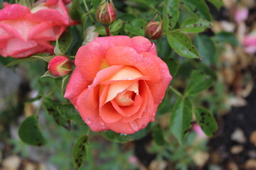 pink rose