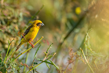 Bright and yellowish male Asian Golden Weaver perching on mimosa plant, looking into a distance