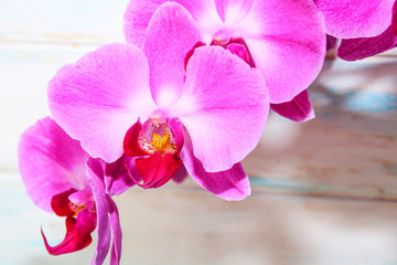 Pink Orchid (phalaenopsis) brench on a wooden background. Beautiful indoor flowers close-up. Gift.