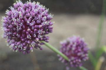 violet purple flower