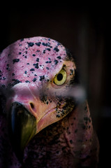 eye to eye