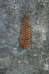 Leaf