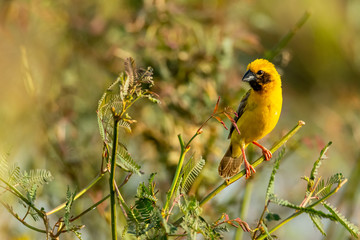 Bright and yellowish male Asian Golden Weaver perching on mimosa plant, looking into a distance