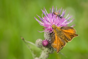 Top view of small orange butterfly sitting on a purple thistle and a little beetle climbing on it. Sunny summer day in nature. Blurry green background.