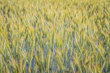 Field of wheat on a summer day