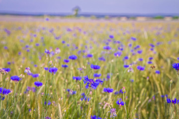 A field of wheat and cornflowers in the summer