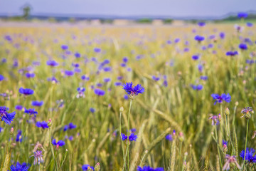 A field of wheat and cornflowers in the summer