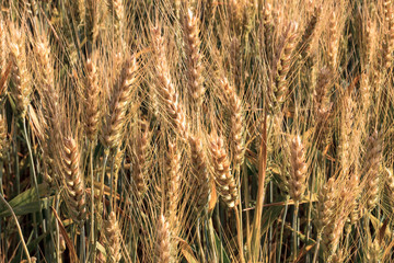 Ripe wheat. Close-up. It's time for harvesting.