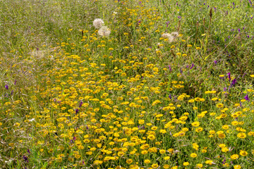 Wild flowers and grasses in the field. Summer, June. Everything blooms.