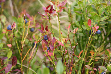 A bush of blueberries in the forest closeup