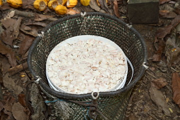 cocoa pulp in the forest © Luiz Henrique Mendes