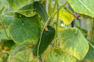 Fresh green cucumbers on a branch in a greenhouse.