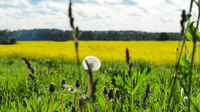 Panoramic view of golden grain fields , freen trees and blue sky, spring time. Sunny day. Estonia.
