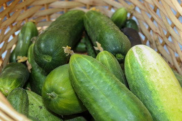 Fresh green cucumbers in a wicker basket.