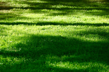 Green grass meadow background. Light and shadows.