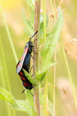 Zygaena filipendulae