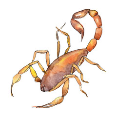 Exotic scorpion wild insect isolated. Watercolor background illustration set. Isolated insect illustration element.