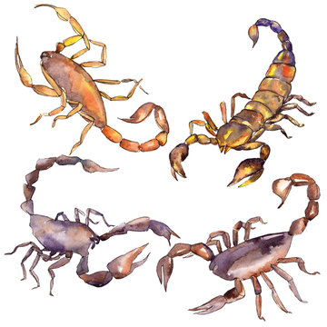 Exotic scorpion wild insect isolated. Watercolor background illustration set. Isolated insect illustration element.