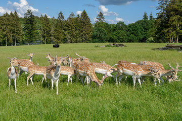 Group of young deer at Vestbirk in Denmark