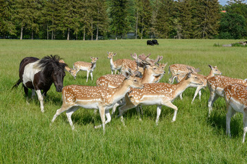 Group of young deer and hourses at Vestbirk in Denmark
